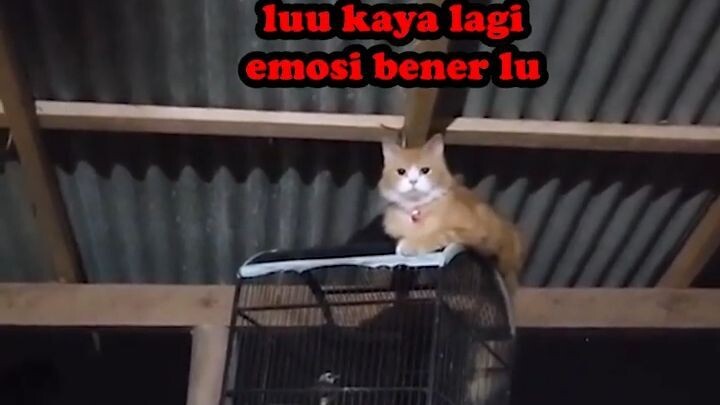 OREN SOK AKRAB