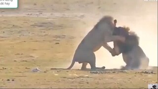 Khoảng khắc các động vật yêu thương nhau quá đà hay vcl-phần 8