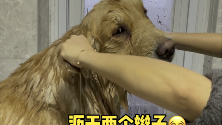 How far will the pup go to avoid a bath?