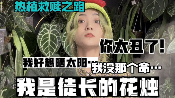 Keseharian Penggemar Tanaman Eksotis | Jalan Penebusan untuk Spathiphyllum… Aku adalah tanaman Spath