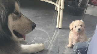 Menurutmu apakah aku harus menghapus videonya!