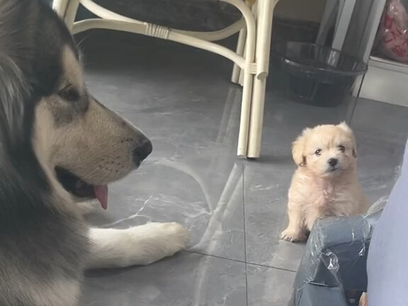 Menurutmu apakah aku harus menghapus videonya!