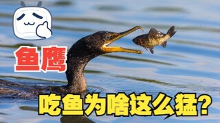 ทำไมนกอ้ายงั่วถึงจับปลาเก่งขนาดนี้? #ความรู้ทั่วไป วิธีการกินแบบนี้ของมันก็อันตรายเช่นกัน บางครั้งมั