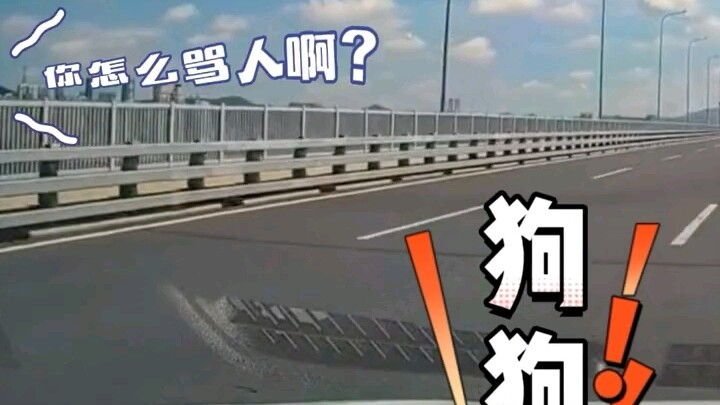 ใจดีตะโกนเตือนคนขับรถข้างหน้า: “หมาของคุณหลุดออกนอกหน้าต่างแล้ว!” แต่ดันกลายเป็นคำด่าไปเฉยๆ ฮาจนหัวเ