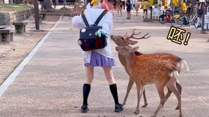 🦌 Watch the VCR: Even after being spat on by Nara's deer, I still danced the shika no kono kono kono