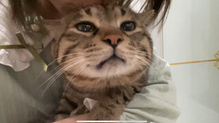 I found that my mom likes to force love. The kitten screams every time it is kissed, but never runs 