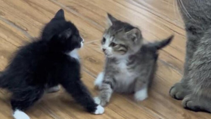 Anak kucing imut selalu berkelahi setiap hari. Kelak kalau punya anak, aku juga mau meniru si ibu ku