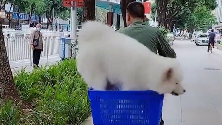 Saat anjing masuk ke dalam kotak, dia langsung terlihat makin kecil! Aku bukan gendut, aku cuma keli