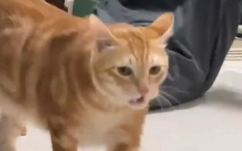 Sang master menjaga keseimbangan, si kucing kecil, tak boleh ada seorang pun yang terluka!