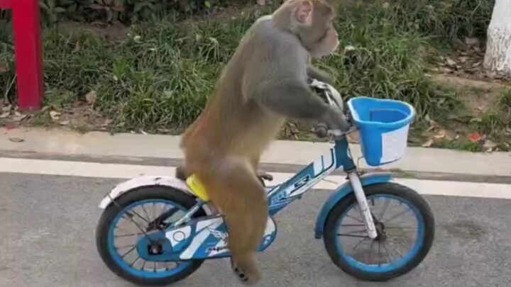 Monkey Rides a Bicycle