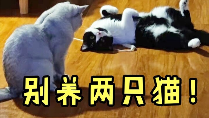 لا تُربِّي قطَّين!!!