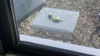 Seekor burung siskin biru secara tidak sengaja menabrak kaca hingga pingsan, teman-temannya datang u