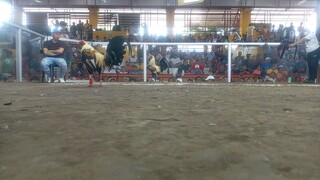 Black legged grey win.