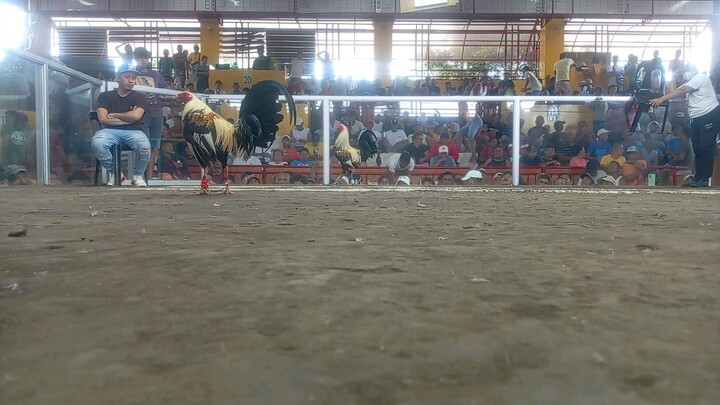 Black legged grey win.