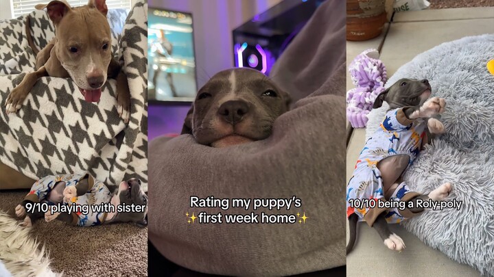 وقت الشفاء للجرو الصغير