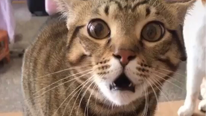 Cat: They're all bullying me! I'm so angry, so angry!