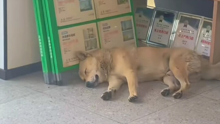 Haki Wang nóng quá, vào nhà bật điều hòa nằm nghỉ