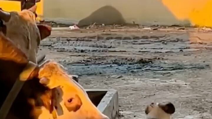 Đùa nghịch bọ rầy