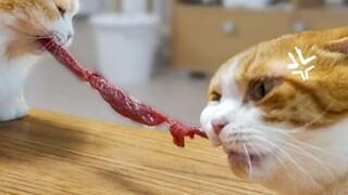 The orange cat hadn't eaten meat for half a year, but on the day it started eating meat, it directly