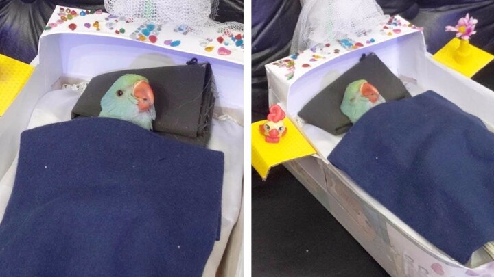 Cute baby bird drifts off to sleep in bed 🛌