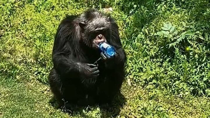 A gorilla with a temper!