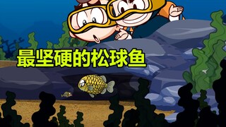 【唐唐】涨知识！坚硬的松球鱼