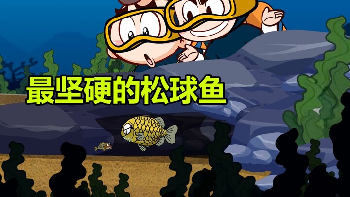 【唐唐】涨知识！坚硬的松球鱼