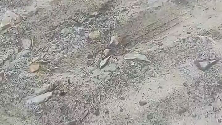 Me encuentro con una Yarara en el camino (Bothrops pubescens)