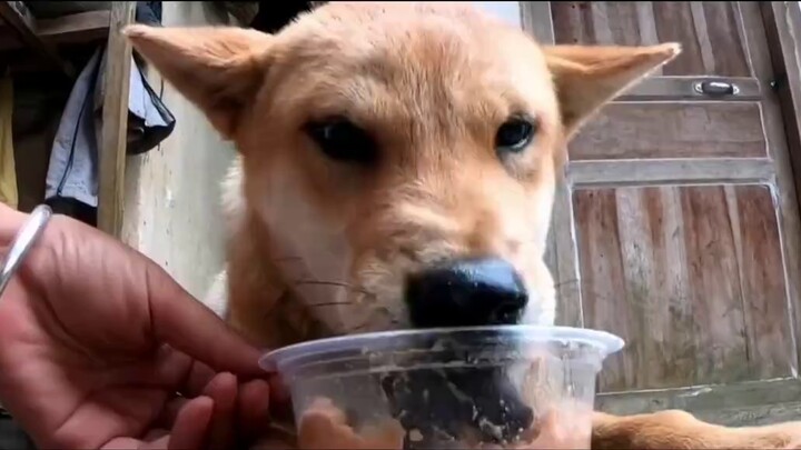 Beberapa anjing tumbuh besar hanya dengan memberinya makan