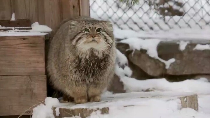 【兔狲】兔狲过冬的样子！踩着自己的尾巴暖脚！