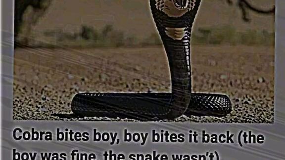Poor snake