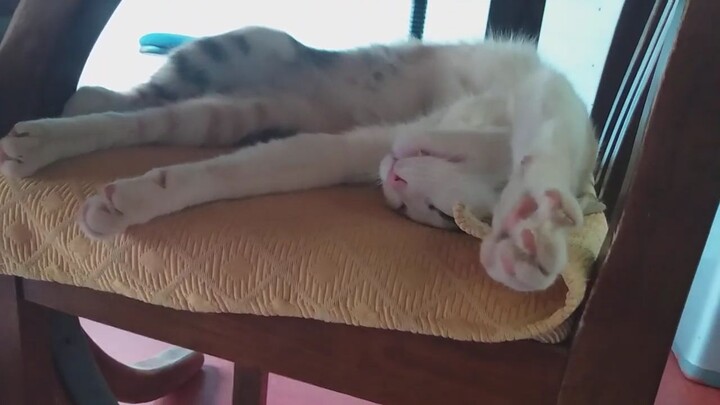 Gatita disfrutando una siesta