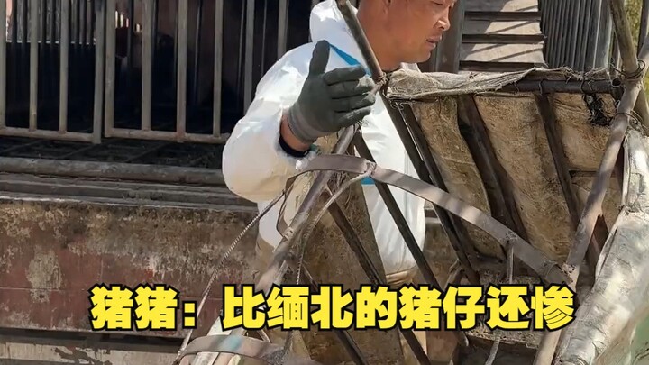 จู๋จู๋: ยังแย่กว่าลูกหมูเมียนมาอีก