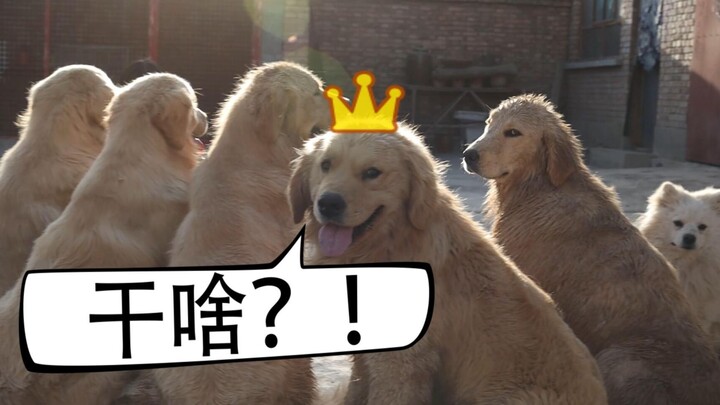 【金毛】那谁！最胖那只金猪，你过来一下——米渣特辑（第三集）