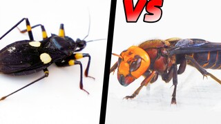 年度冠军出炉！虎头蜂 vs 刺客虫 (昆虫版)