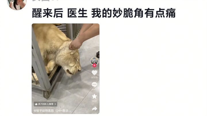 Lion: I’ve never been this humiliated in my entire life.