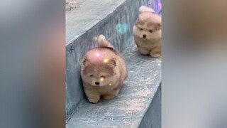 Heo Hay Là Cún Đây 🤣🤣 thucung  xuhuong tiktok giaitri