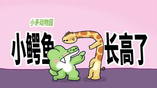 【小矛动物园】小鳄鱼长高了，很不容易。