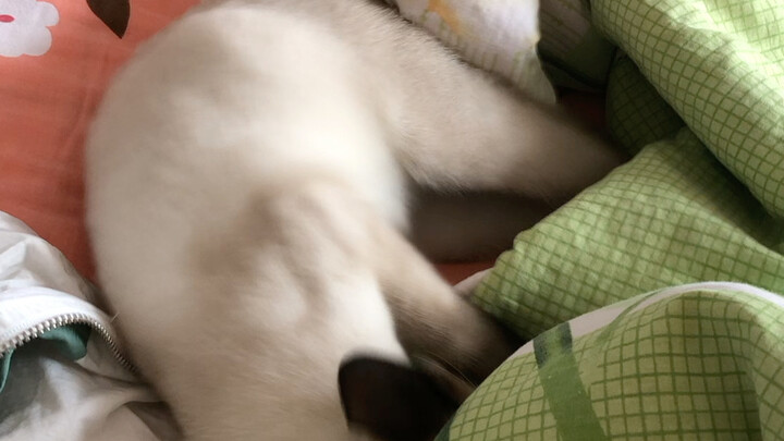 The spoiled child sleeps badly and tears the bedding.