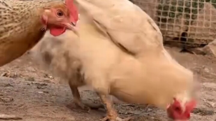 Tự mình nuôi, ăn yên tâm