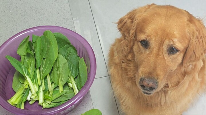 Sure enough, a dog never minds a poor home.