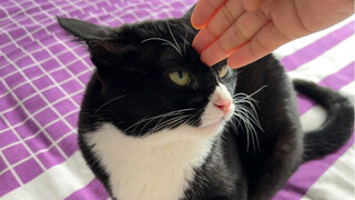 Human, if you dare, kill me