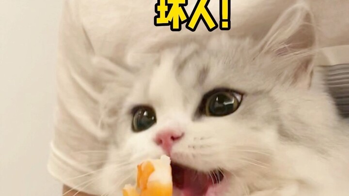 救救我！这铲屎的又欺负小猫咪啦~