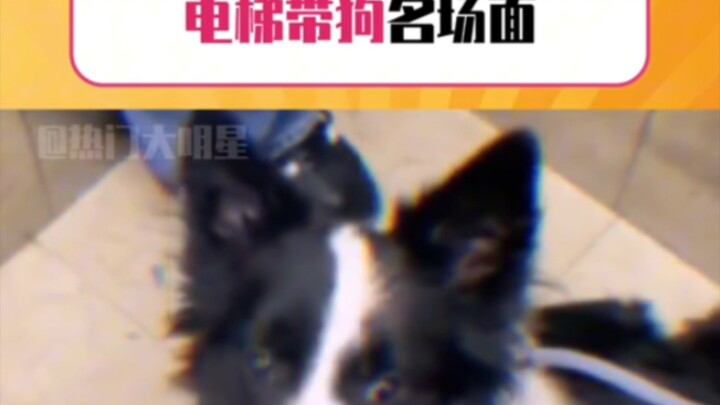 โกลเด้นรีทรีฟเวอร์: ขอผมลูบคุณป้าคนนี้หน่อยได้ไหม? #โกลเด้น #โกลเด้นรีทรีฟเวอร์ #พาหมาขึ้นลิฟต์ #ตลก