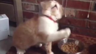 众所周知，猫也会对猫毛过敏....