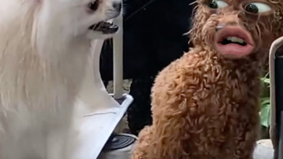 Pomeranian, don't be too pretentious.