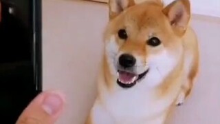 Menunjukkan fotonya pada Shiba Inu...lol