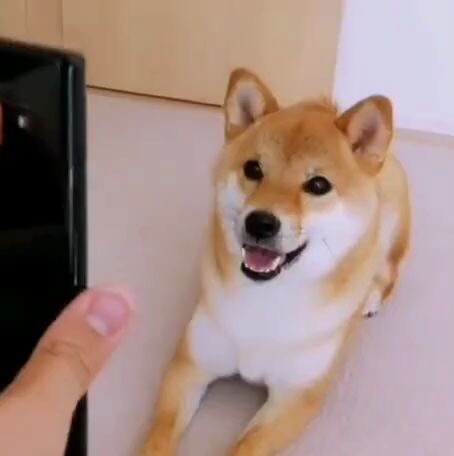 เอารูปชิบะอินุมาให้ดู...ฮ่าๆ