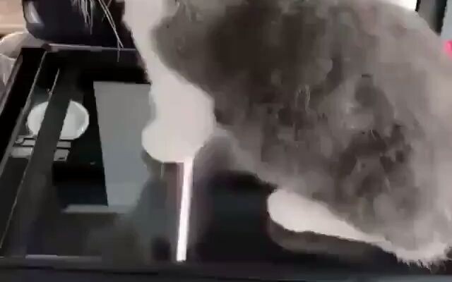 Kucing bermain di atas mesin fotokopi