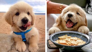 😍 These Adorable Cute Golden Retriever Make Me Watch And Enjoy Every Day💖 | Cute Puppies